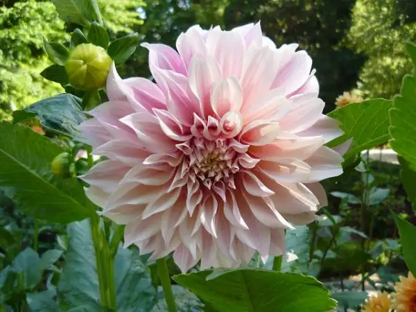 Nguồn gốc xuất xứ của hoa