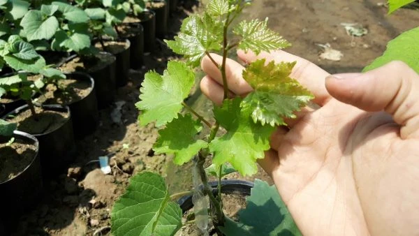 Tìm hiểu nguồn uy tín và giá cả trước khi mua nho Ninh Thuận
