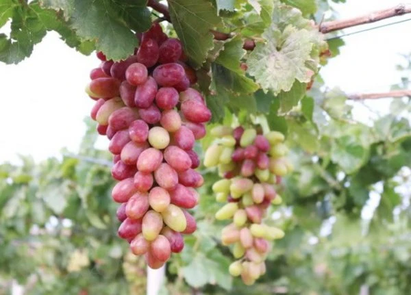 Nho Ninh Thuận có giá trị dinh dưỡng cao