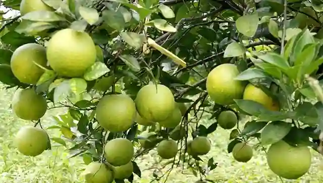 Những lưu ý khi chăm sóc cây