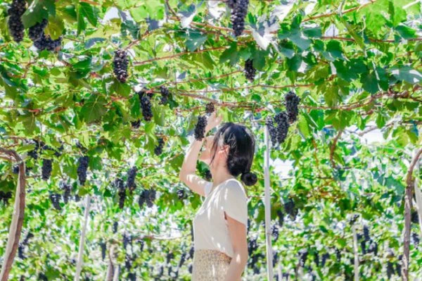 Ninh Thuận - vườn nho của Việt Nam