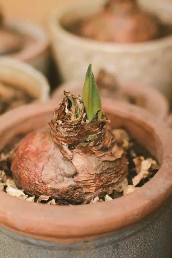 Phương pháp trồng cây Lan Huệ