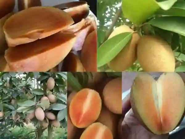 Quả của nó có hình dạng giống quả trứng.