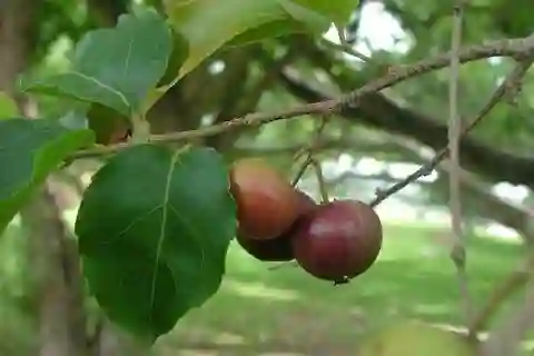 Quả của nó có hình dạng hình cầu, đường kính khoảng từ 1,5 đến 2,5 cm.