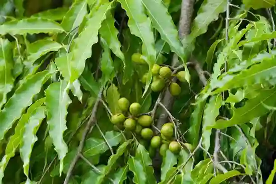 Quả hoàng nam gần giống với quả sấu, có hình bầu dục, thường sẽ kết thành chùm vài chục quả.