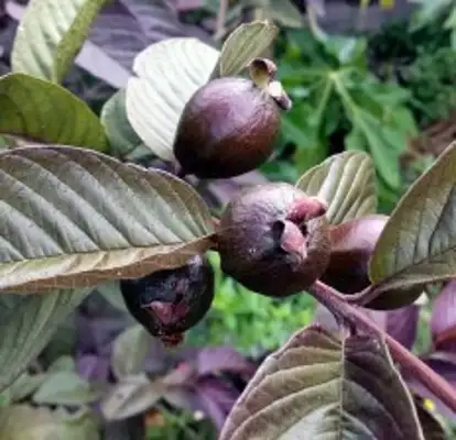 Qủa khi còn non rất cứng và chát.