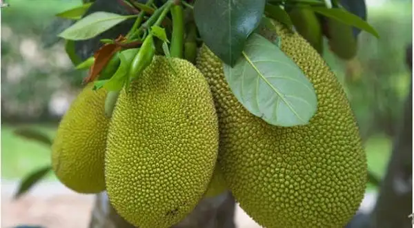 Quả mít có kích thước rất lớn.