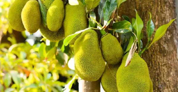 Qủa mít mang lại giá trị kinh tế cao.