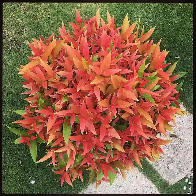 Rất thích hợp với người mệnh Hỏa và Thổ.