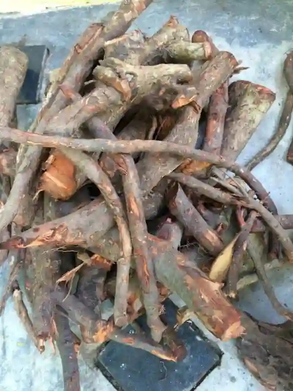 Rễ cây Bồ Quân.