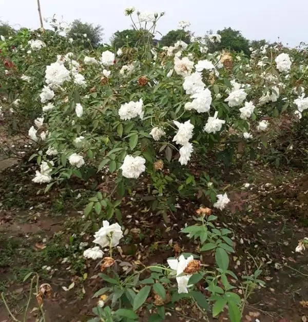 Sau khi trồng hồng bạch Nam Định thì không nên bón phân ngay.