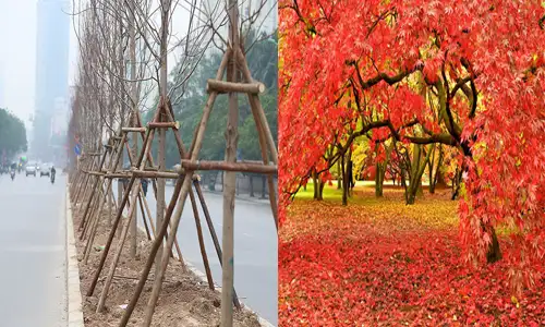 Sau khi trồng lên cố định cây để tránh tác động từ bên ngoài làm cây không thẳng.