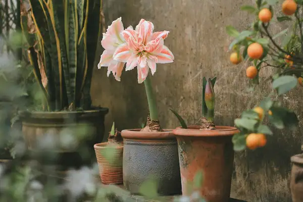 Tạo nên cảnh quan cực đẹp