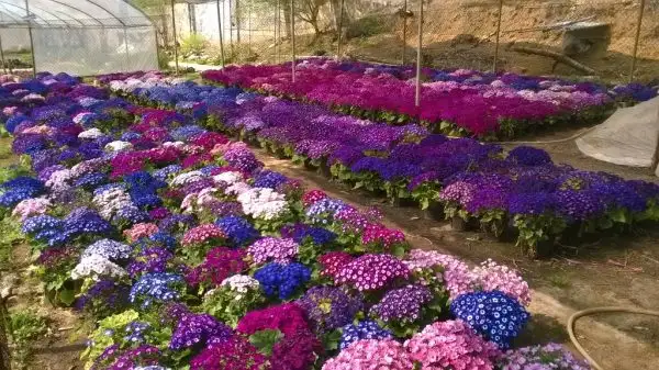 Thế giới hoa luôn tự tin về chất lượng sản phẩm.
