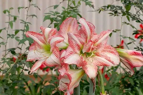 Thế giới hoa luôn tự tin về chất lượng sản phẩm.