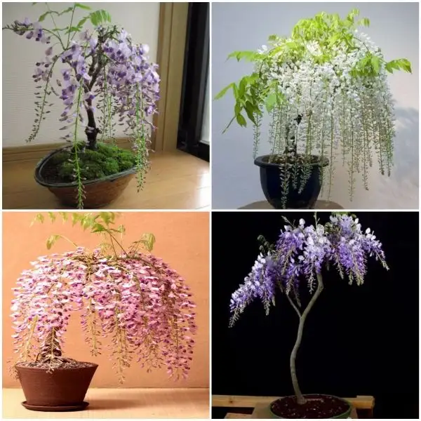 Thế giới hoa luôn tự tin về chất lượng sản phẩm.