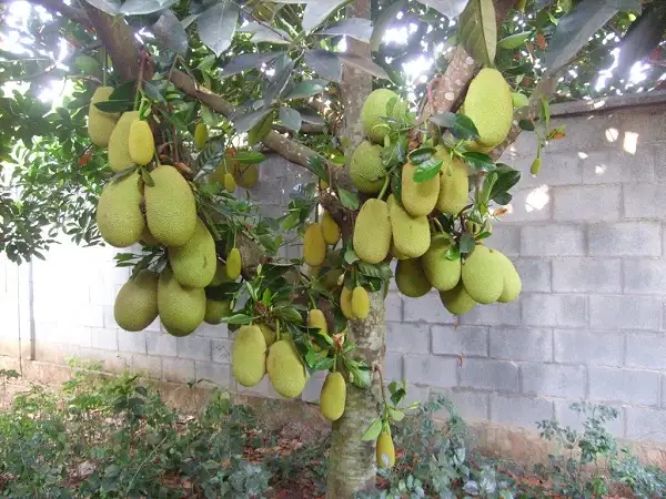 Thế giới hoa luôn tự tin về chất lượng sản phẩm.