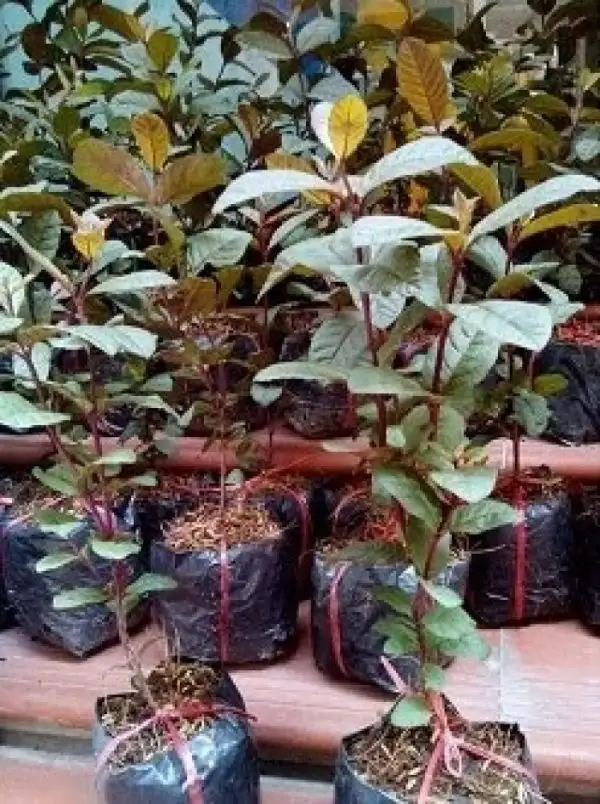 Nhiều địa điểm bán giống cây ổi tím, nhưng giá cả có thể khác nhau tùy thuộc vào từng nơi