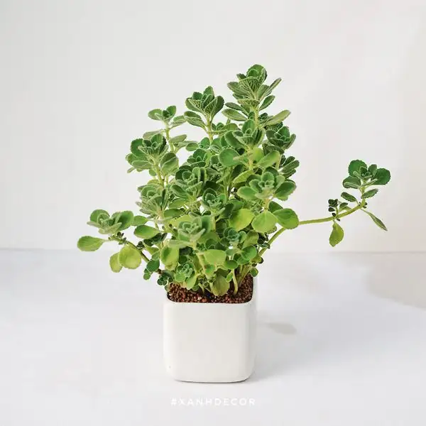 Thể hiện tình yêu bền lâu và đậm nét