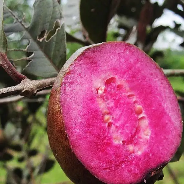 Thịt quả rất mềm.