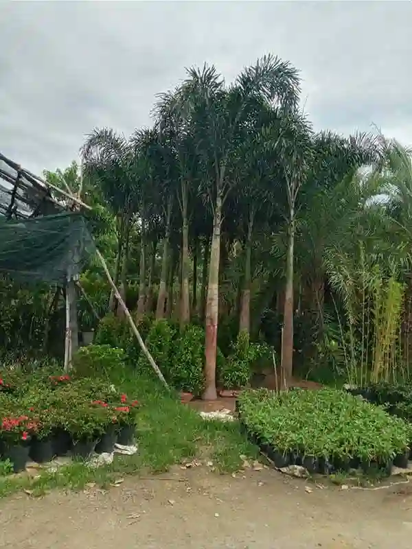 Tìm những nơi uy tín để có cây vừa đẹp lại có giá cả phải chăng.