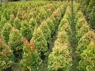 Trồng cây cách xa nhau giúp cây phát triển một cách tự nhiên nhất.