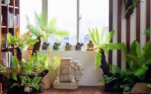 Trồng cây cổ đại trong phòng khách