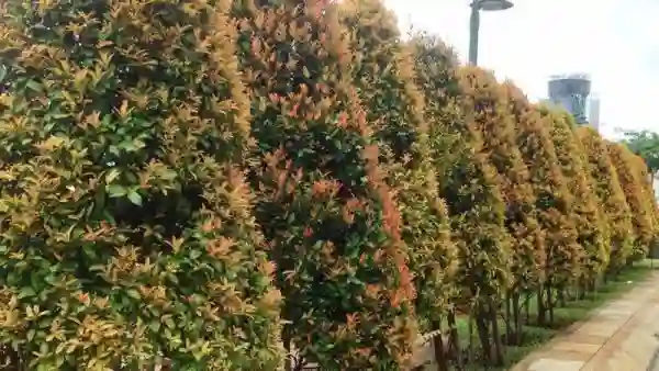 Trồng cây dọc theo nối đi.