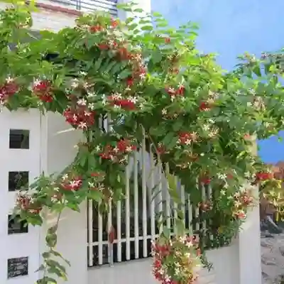 trồng cây hoa giun leo cổng