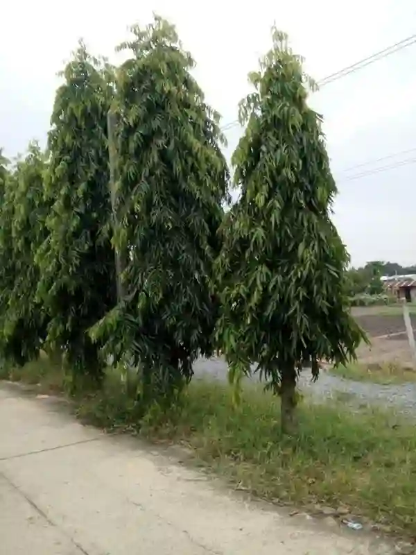 Trồng cây hoàng nam ven đường tạo cảm giác thơ mộng.