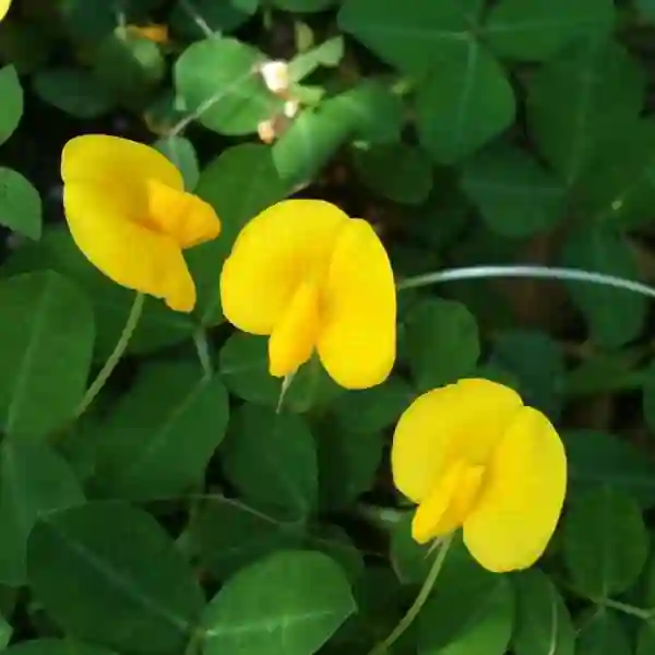 Tượng trưng cho sức mạnh giúp mọi người vượt qua khó khăn.