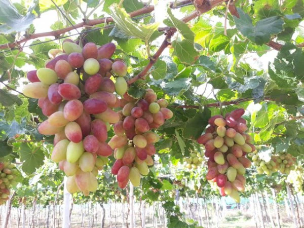 Vị đặc trưng của nho Ninh Thuận