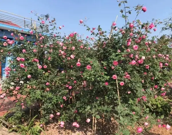 Vị trí đặt cây hoa hồng cổ Sapa
