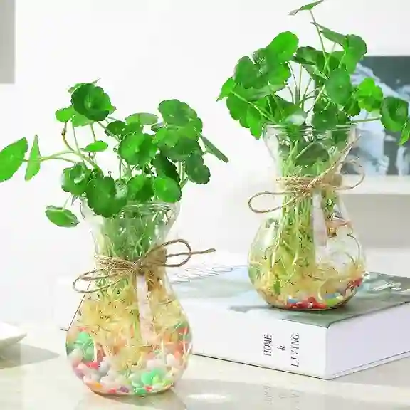 Vị trí đẹp để cây cỏ đồng tiền