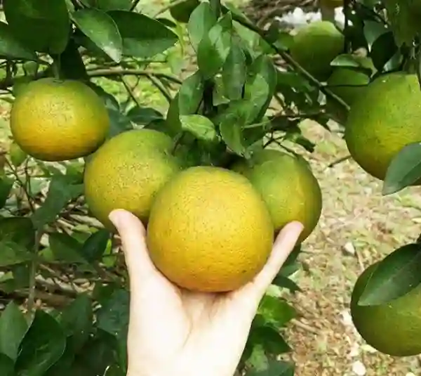 Xuất xứ của cam khe mây
