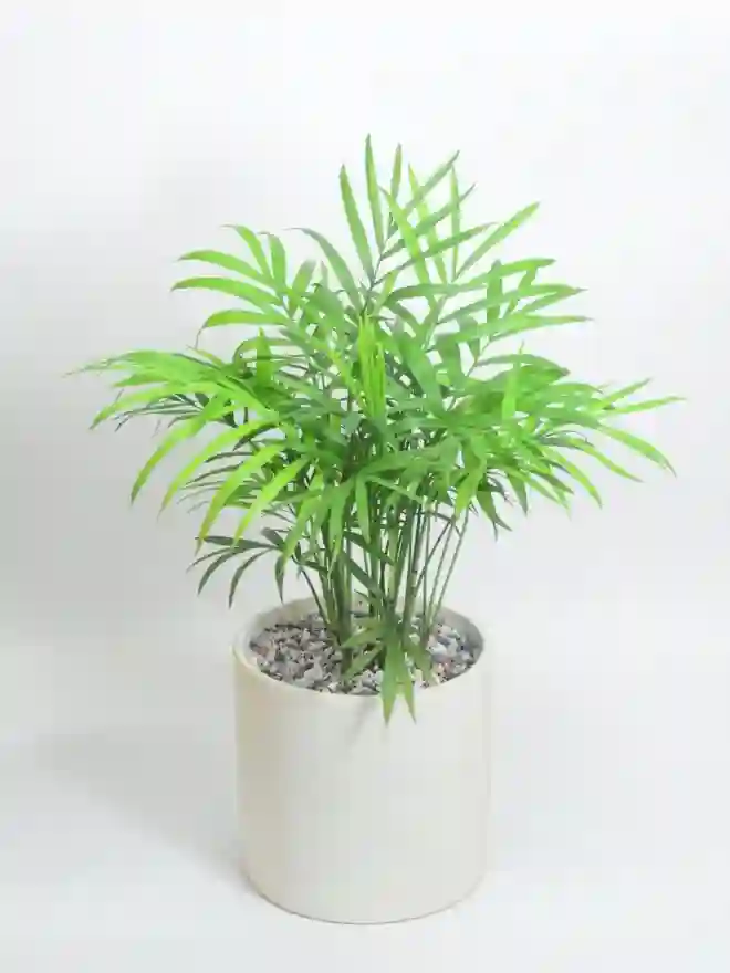 Ý nghĩa của cây cau cảnh vàng