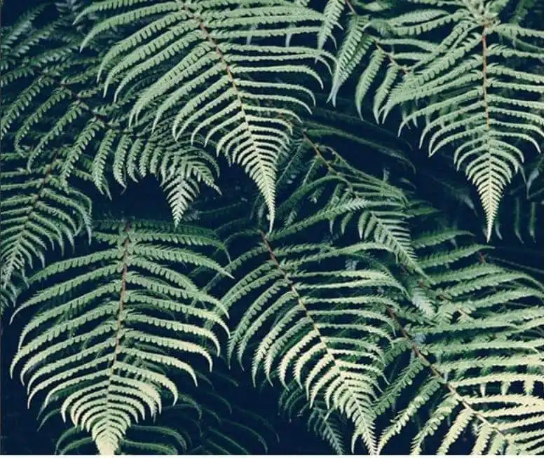 Ý nghĩa của cây dương xỉ cổ đại
