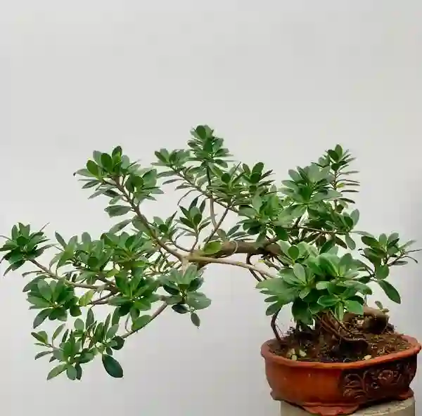 Ý nghĩa phong thủy của cây da nhật