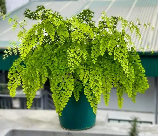 Ý nghĩa phong thủy của tóc vệ nữ