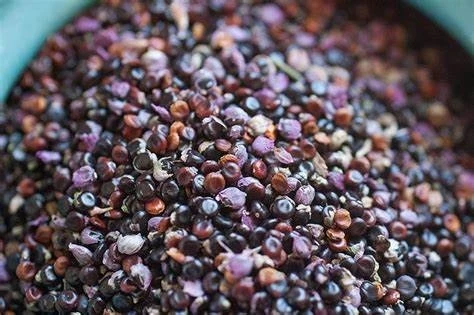 Ủ hạt bằng cách ngâm qua nước 1 ngày trước khi gieo trồng