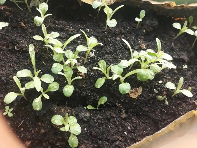 Ủ hạt giống đóng vai trò quan trọng trong sản xuất nông nghiệp