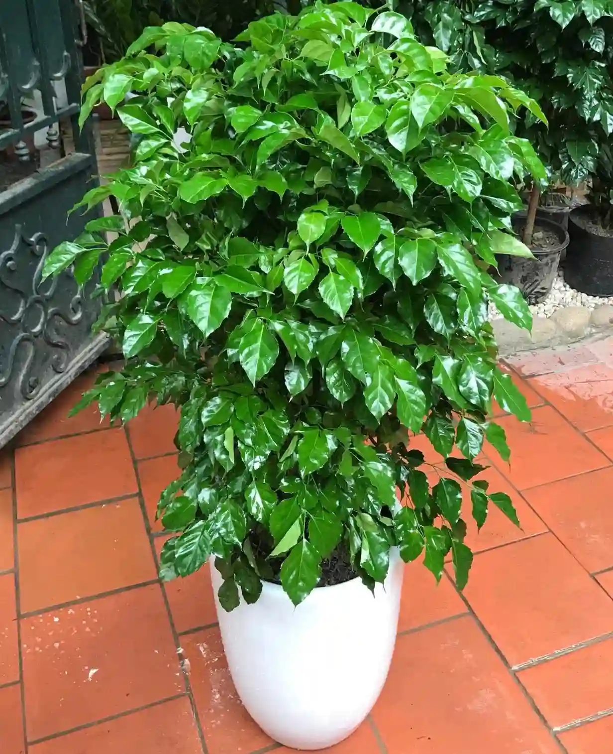 Cần kiểm soát lượng nước tưới cho cây hạnh phúc