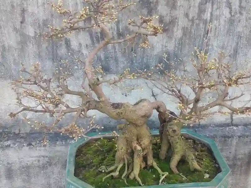 Mai bonsai cần đặt nơi có ánh sáng phù hợp