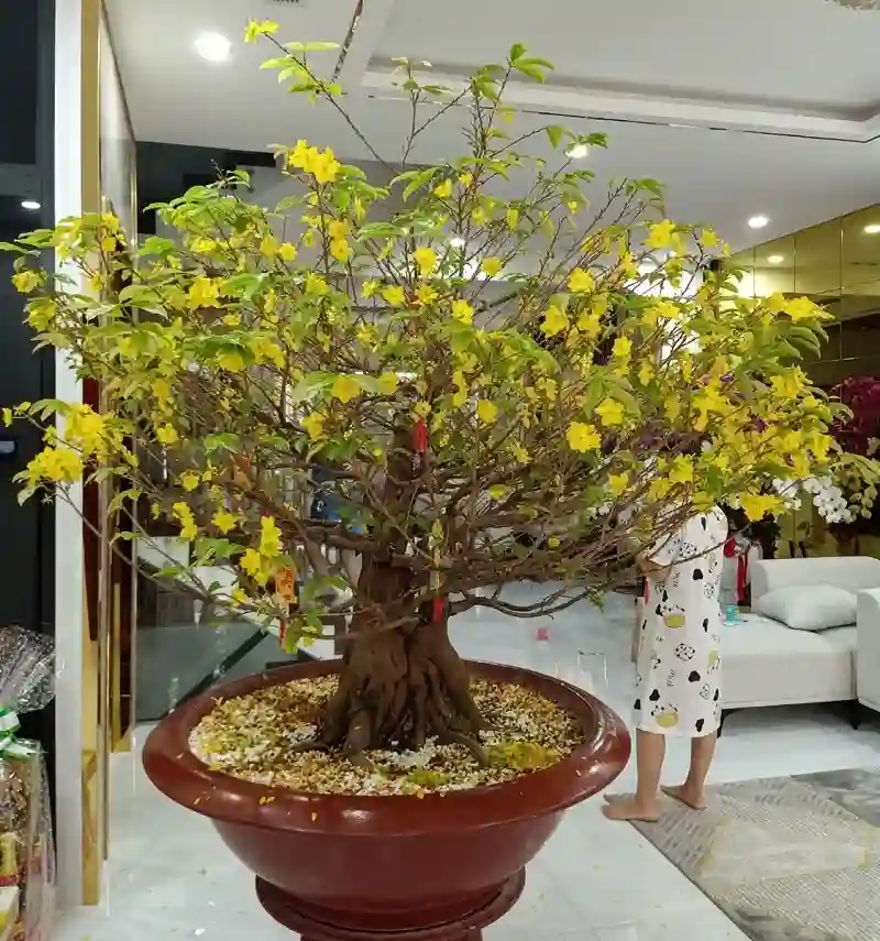 Mai bonsai thường được chọn mua nhiều vào các dịp tết