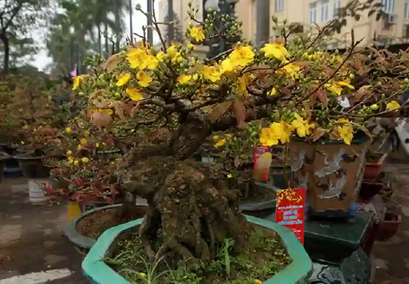 Tạo dáng đẹp cho chậu mai bonsai